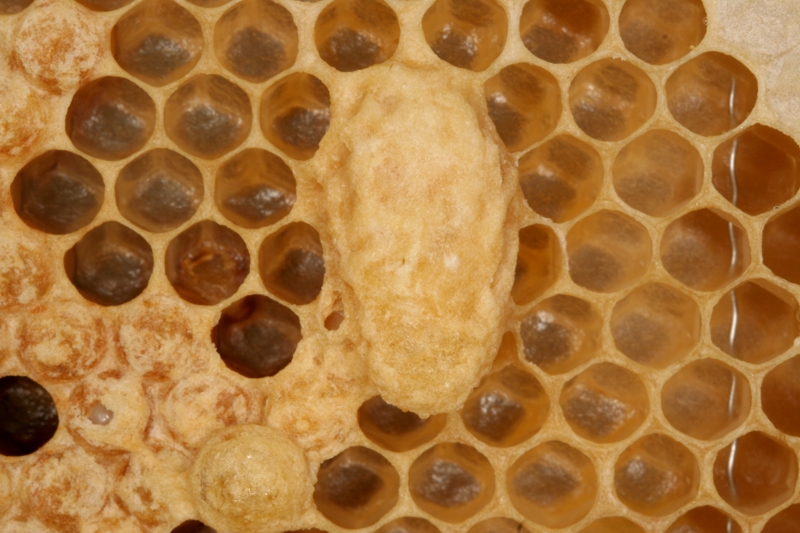Nachschaffungszelle f�r eine Bienenk�nigin